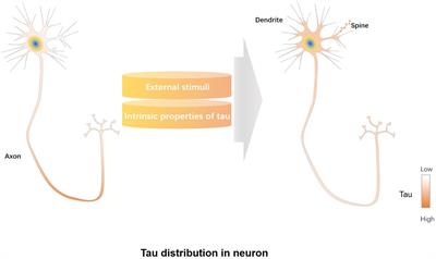 Dendritic/Post-synaptic Tau and Early Pathology of Alzheimer’s Disease